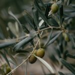 Experts to Explore Economic and Environmental Potential of Olive Byproducts