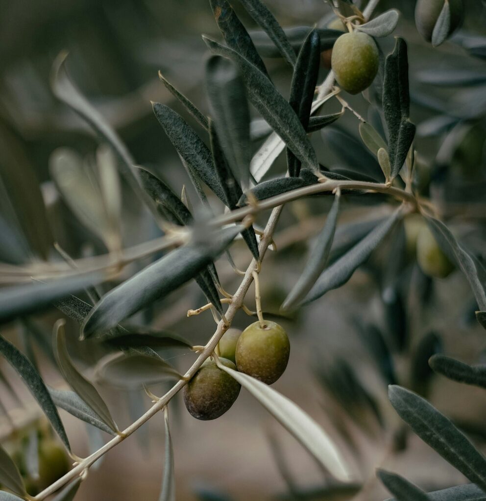 Experts to Explore Economic and Environmental Potential of Olive Byproducts