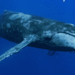 Whale Tales Marks 20th Anniversary with Special Events and Silent Auction