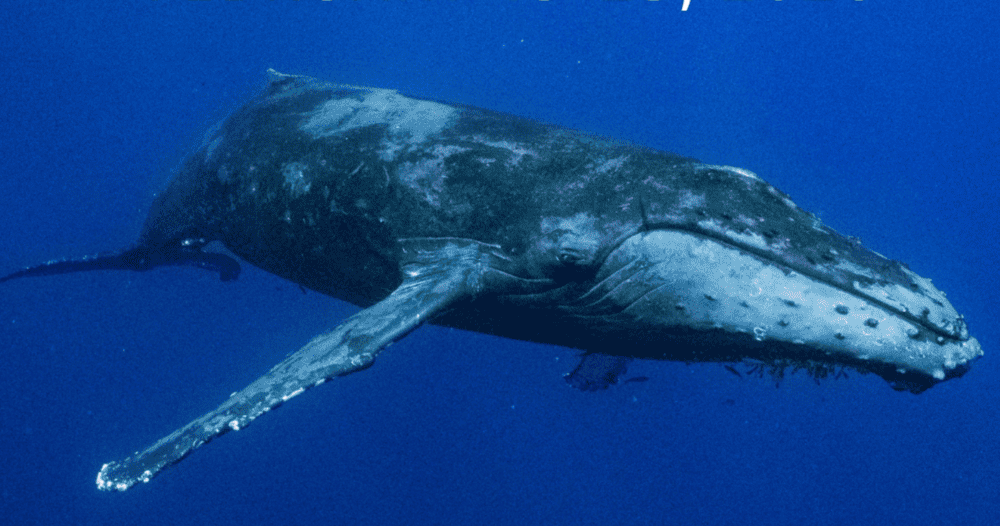 Whale Tales Marks 20th Anniversary with Special Events and Silent Auction